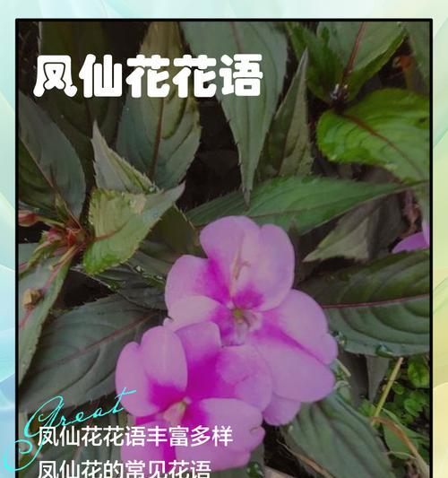 让人开心的花语的花有哪些？它们的花语是什么？