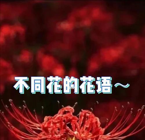 让人开心的花语的花有哪些？它们的花语是什么？