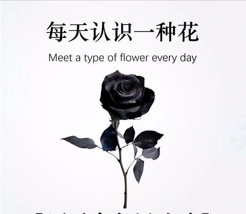 黑玫瑰花语大全包含多少种？