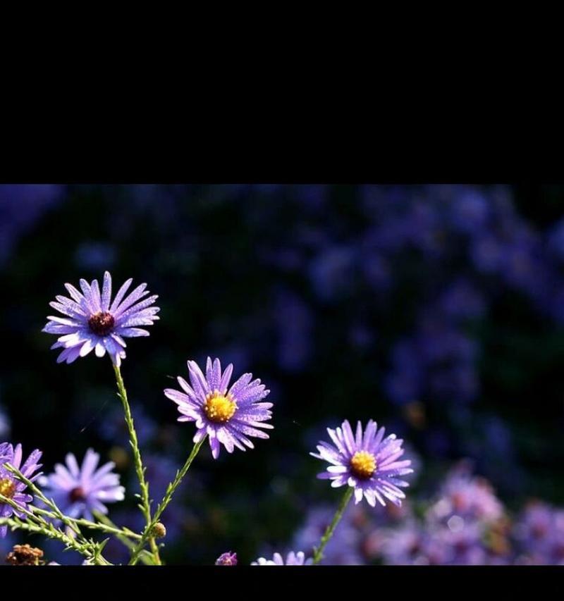 哪些花的花语接近雏菊？