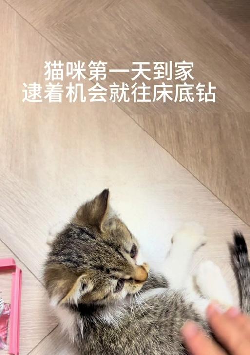 猫的花语代表什么？猫的花语有哪些含义？
