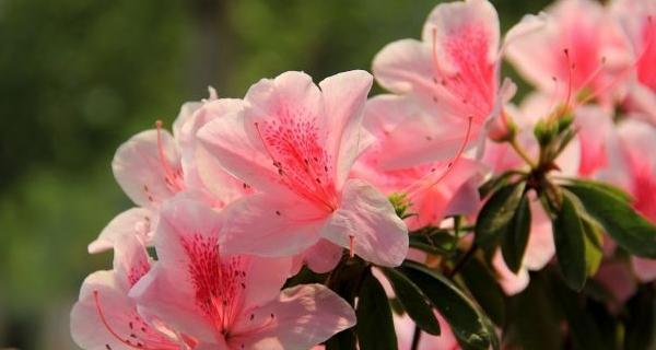 杜鹃花的花语及其象征意义有哪些？