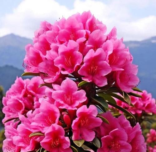 杜鹃花的花语及其象征意义有哪些？
