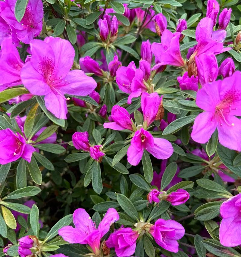 杜鹃花的花语及其象征意义有哪些？