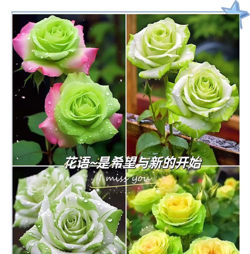 粉玫瑰与绿玫瑰组合的花语有何深意？