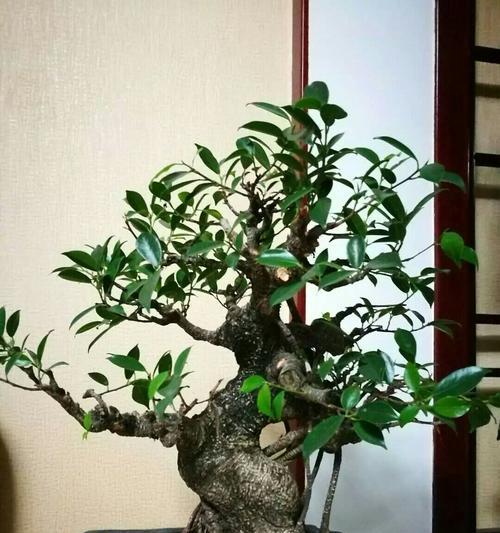 绞杀榕的花语代表什么？它有什么特别含义？