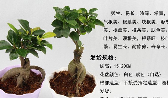 绞杀榕的花语代表什么？它有什么特别含义？