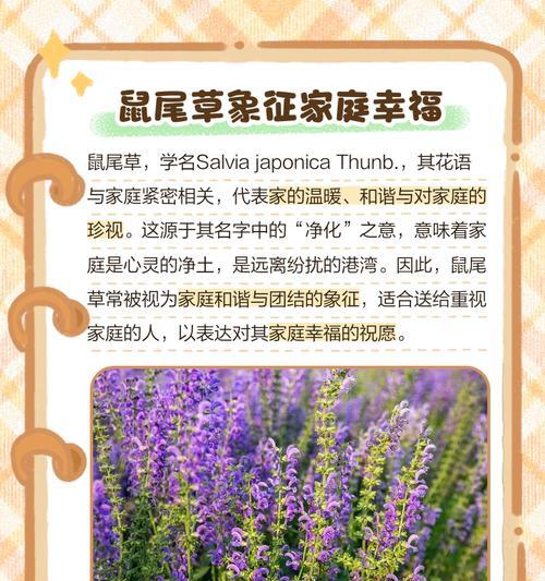 短命草的花语是什么？它象征着什么？