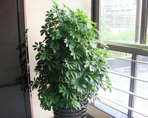 鹅掌木的花语有何寓意？如何用鹅掌木表达祝福？
