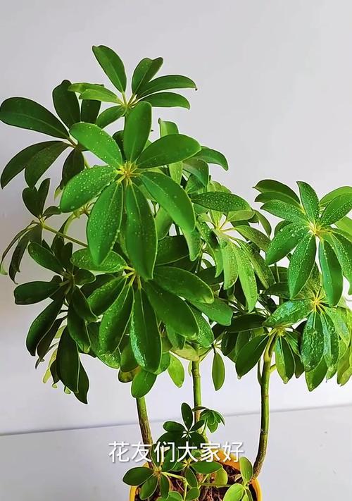 鹅掌木的花语有何寓意？如何用鹅掌木表达祝福？
