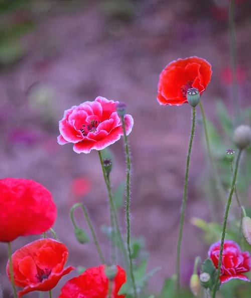 无名子花的花语是什么？它有哪些特别含义？