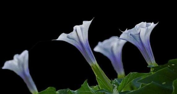 无名子花的花语是什么？它有哪些特别含义？