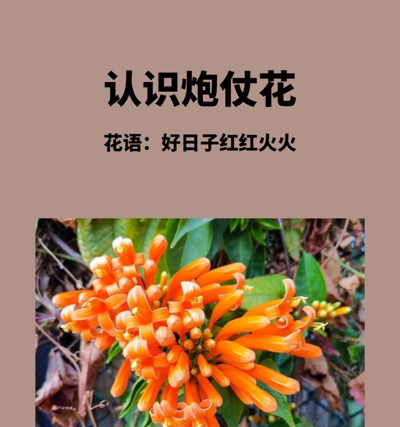 带悲伤的花语有哪些？如何用花语表达哀思？