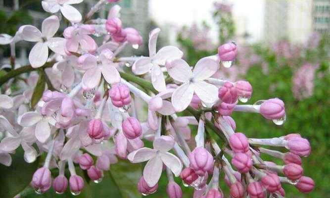 善变的花语代表什么？如何理解花语的多变性？
