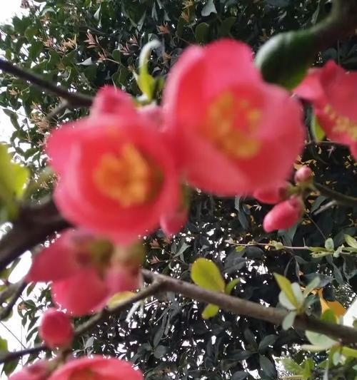 善变的花语代表什么？如何理解花语的多变性？