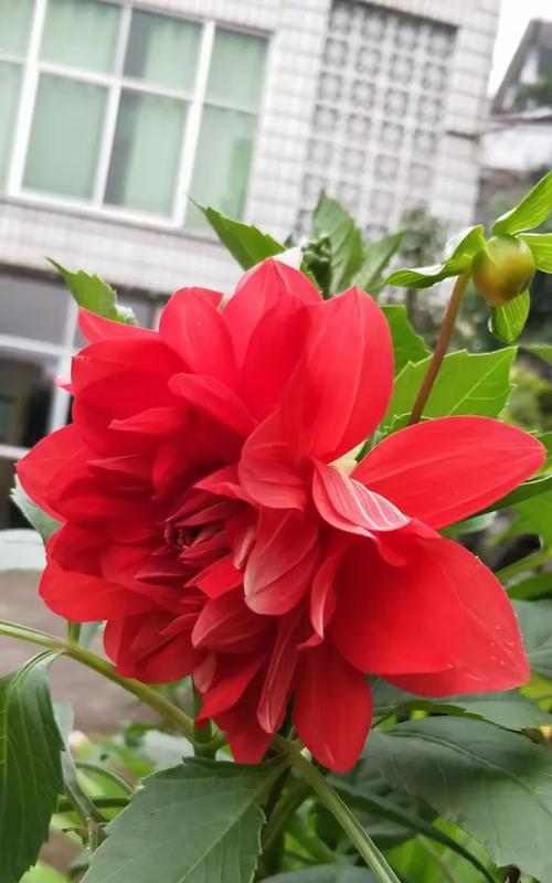 善变的花语代表什么？如何理解花语的多变性？