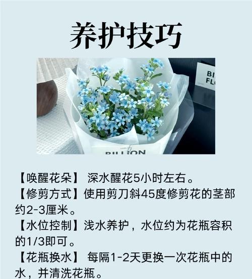 星花的花语寓意是什么？它如何影响人们的情感？