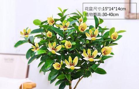 植物花语网如何查询？它提供了哪些服务？