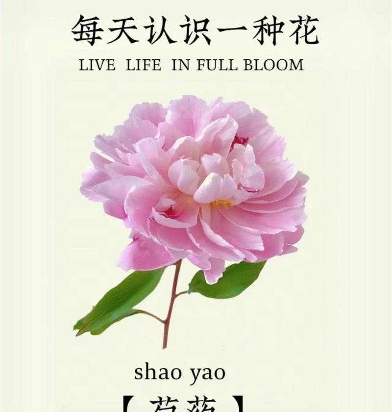 花语带诗句的花有哪些？如何用诗句表达花语？