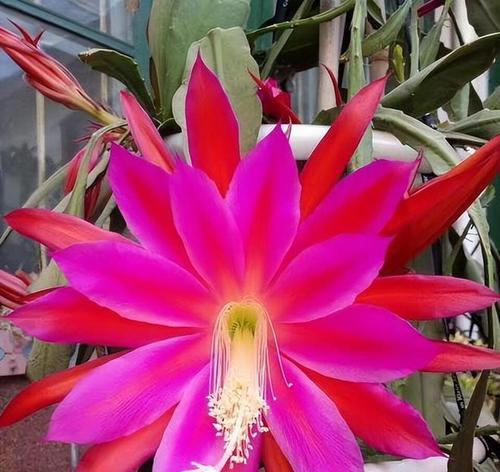 昙花的花语是什么？它为何如此特别？