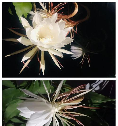 昙花的花语是什么？它为何如此特别？