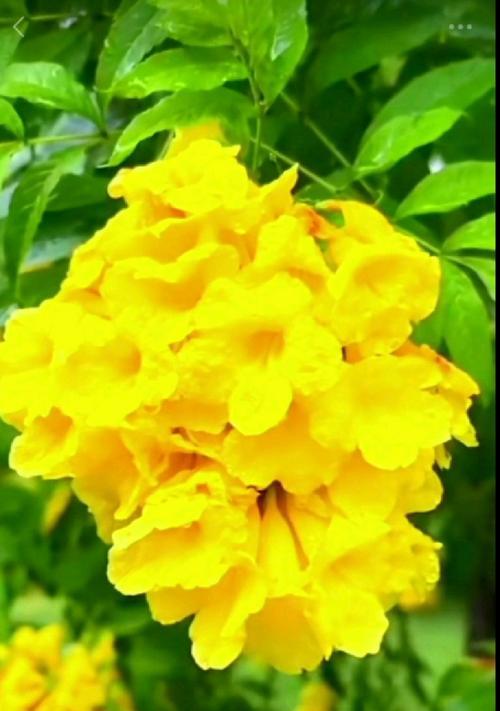 黄钟木的花语有何含义？它象征着什么？