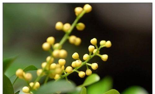 米兰粒的花语是什么？它如何影响人们的情感？