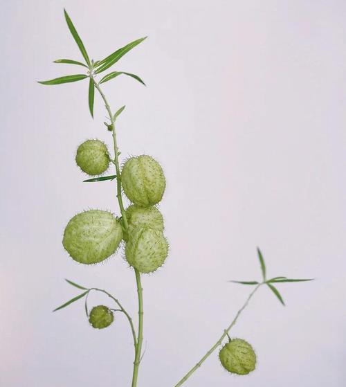 钉头果花语是什么？如何理解其深层含义？