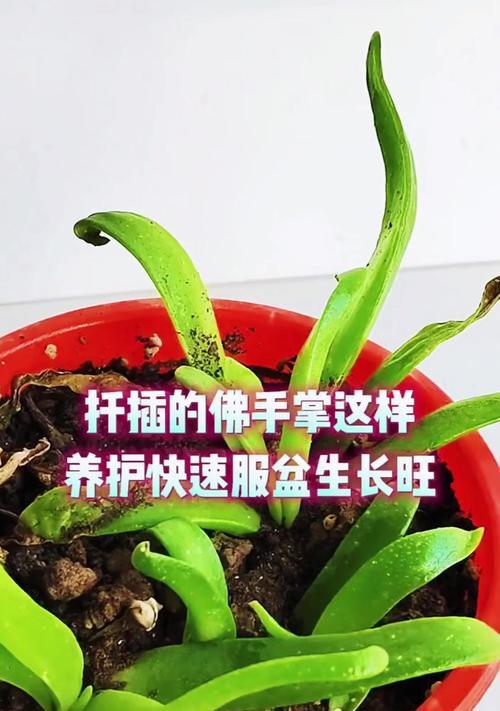 佛手掌的花语寓意是什么？