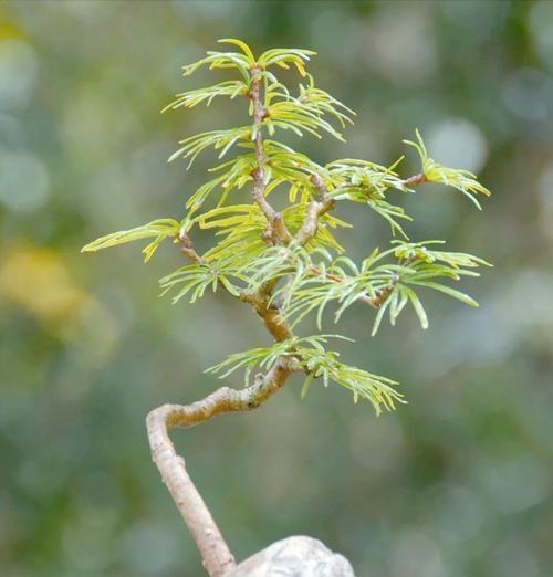 盆景的花语有哪些？如何挑选？