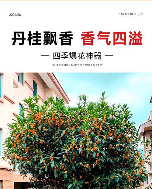 丹桂树的花语与秋天有什么联系？