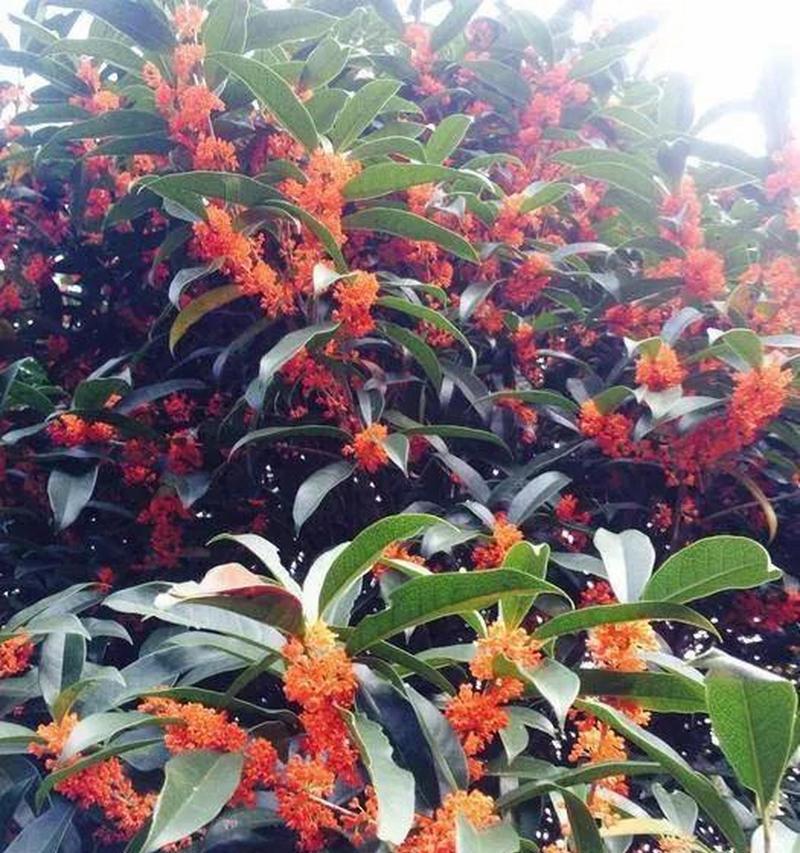 丹桂树的花语与秋天有什么联系？