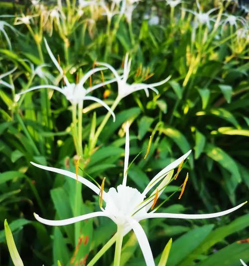 水鬼焦的花语有什么特别含义？