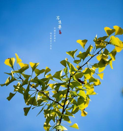 花语在秋天有哪些特别的表达？