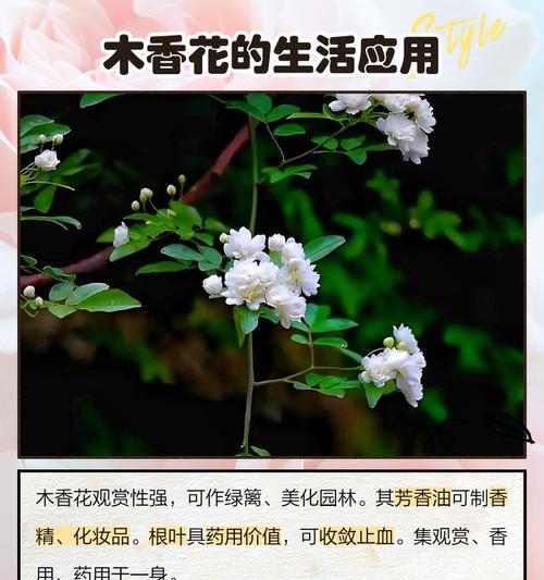 黄毛掌的花语能传递哪些情感？