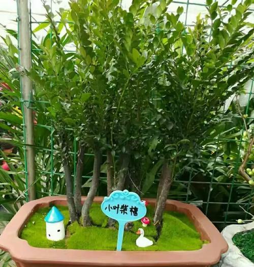 文竹兰的花语有何深意？