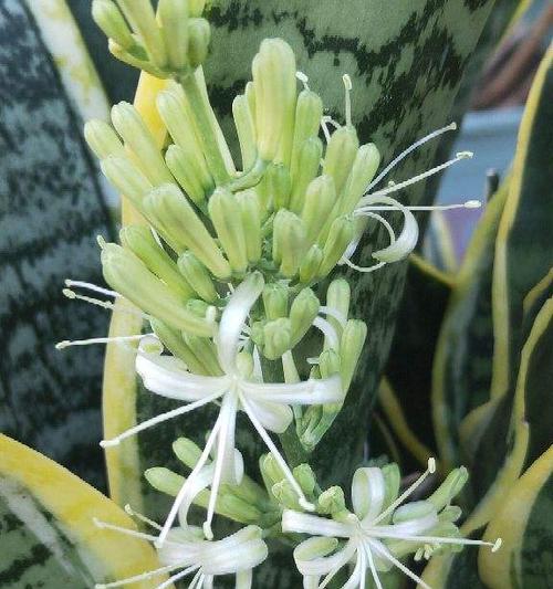文竹兰的花语有何深意？