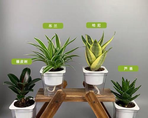 文竹兰的花语有何深意？