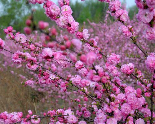 郁李花的花语代表了什么？
