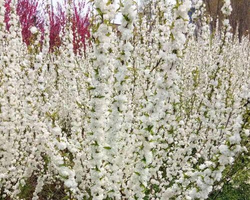 郁李花的花语代表了什么？