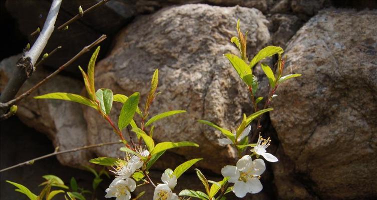 郁李花的花语代表了什么？