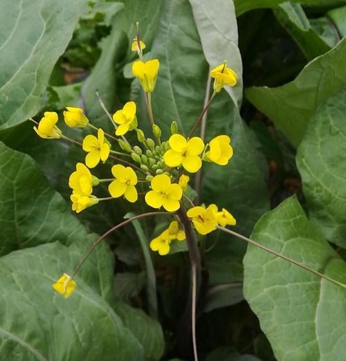 红菜苔的花语有什么特别之处？