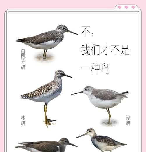 鸟不同花语有哪些独特之处？如何解读其象征意义？