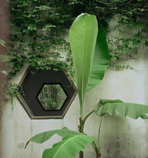 芭蕉鸟花语的含义是什么？它在自然界中传递了哪些信息？