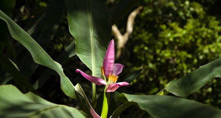 芭蕉鸟花语的含义是什么？它在自然界中传递了哪些信息？