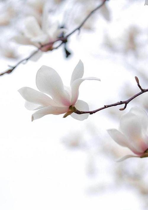 白果兰花语有何特别之处？它在花卉文化中代表什么？