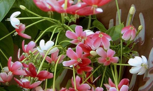 白果兰花语有何特别之处？它在花卉文化中代表什么？