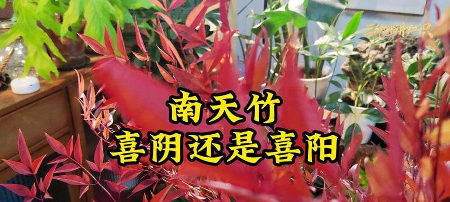 蓝天竺花语的深层含义是什么？它如何影响人们的情感？