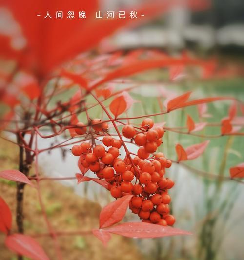 蓝天竺花语的深层含义是什么？它如何影响人们的情感？