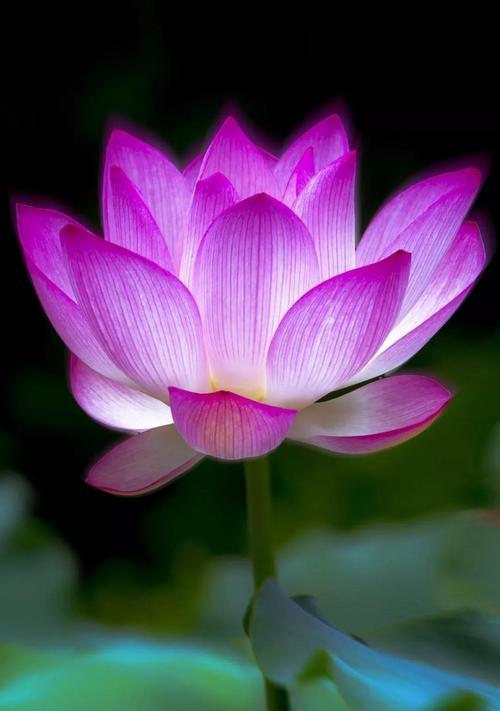 荷花花语的寓意是什么？它在东方文化中有哪些象征？